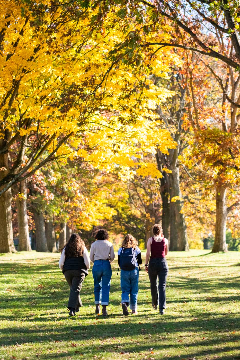 Four students walking at campus grounds with yellow fall trees in the background.