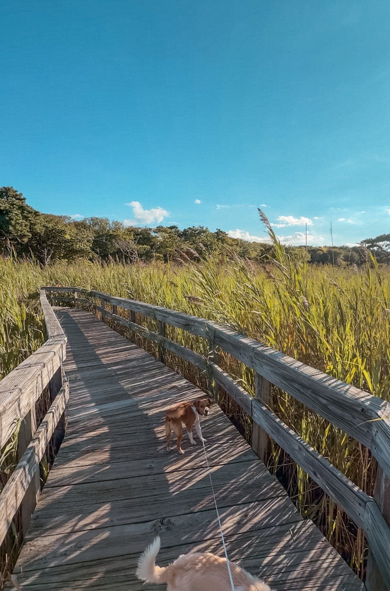 A dog standing on a wooden pathway surrounded by tall grass in Cherry Grove, Fire Island in New York.